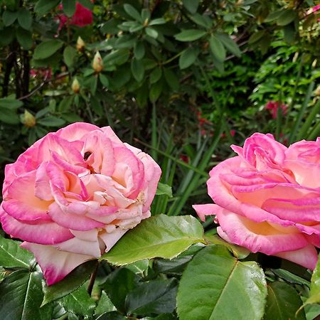 Gite 5 "Le Laurus" Aux Magnolias Aubenas Eksteriør bilde