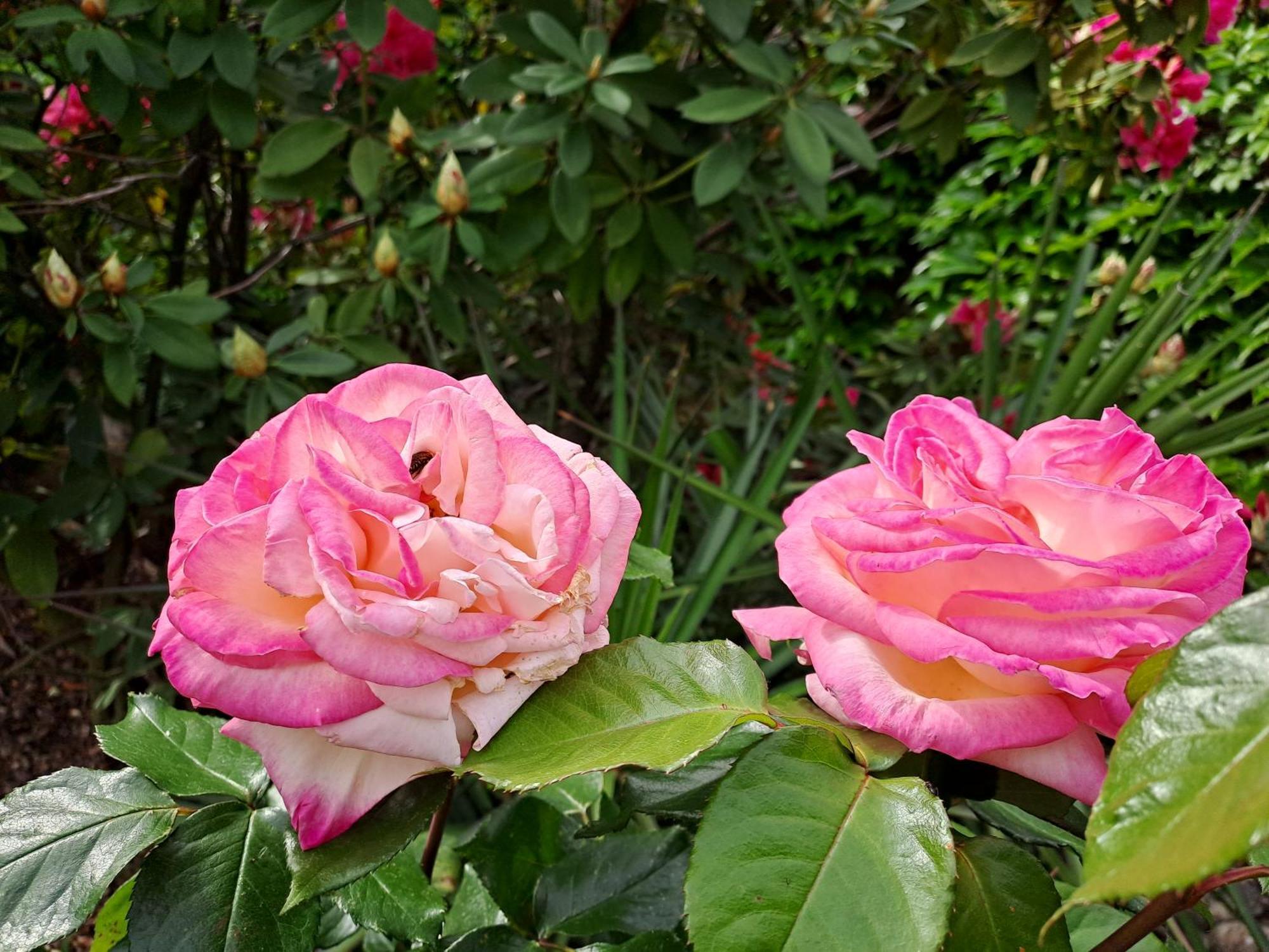 Gite 5 "Le Laurus" Aux Magnolias Aubenas Eksteriør bilde