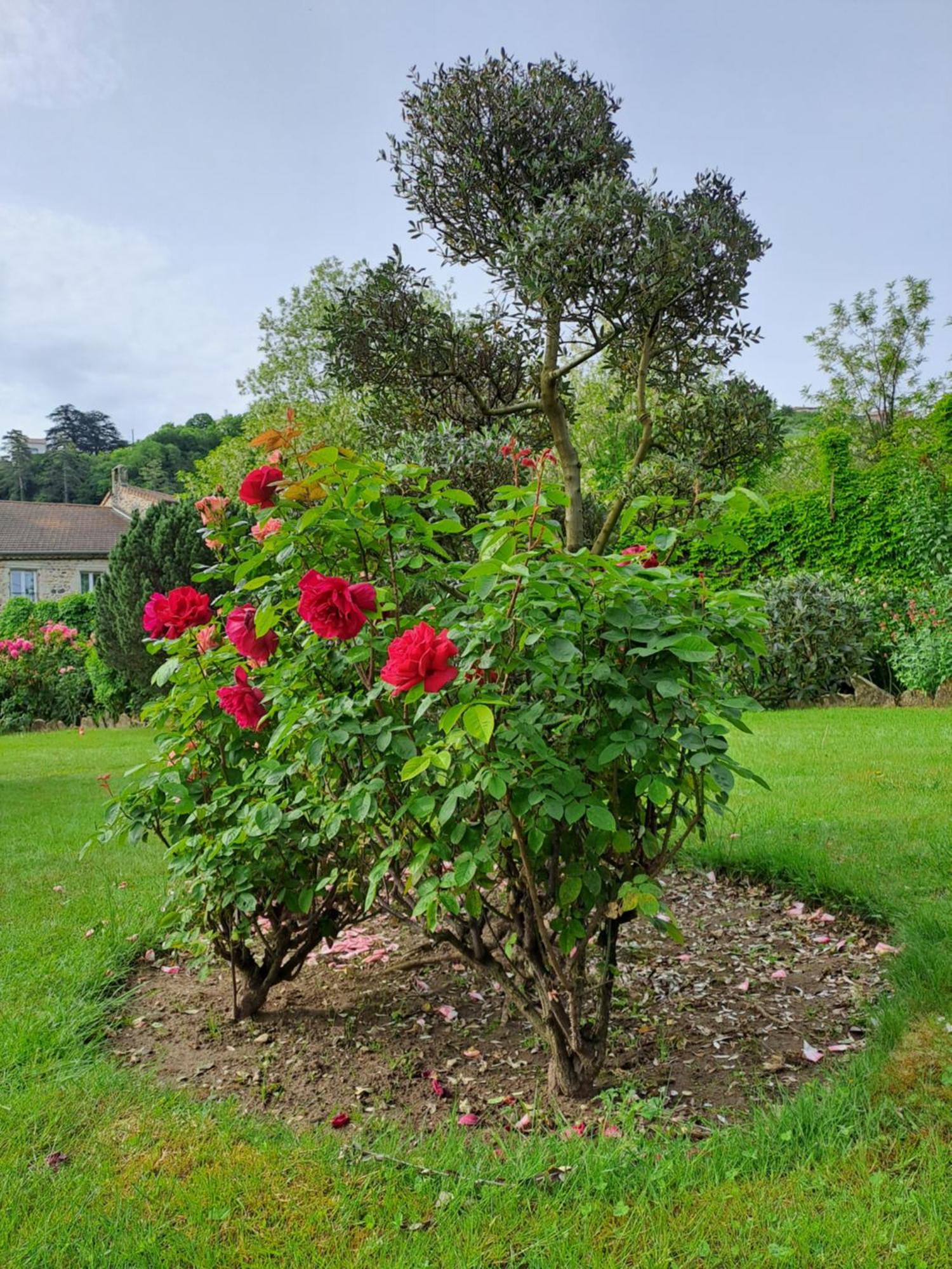 Gite 5 "Le Laurus" Aux Magnolias Aubenas Eksteriør bilde