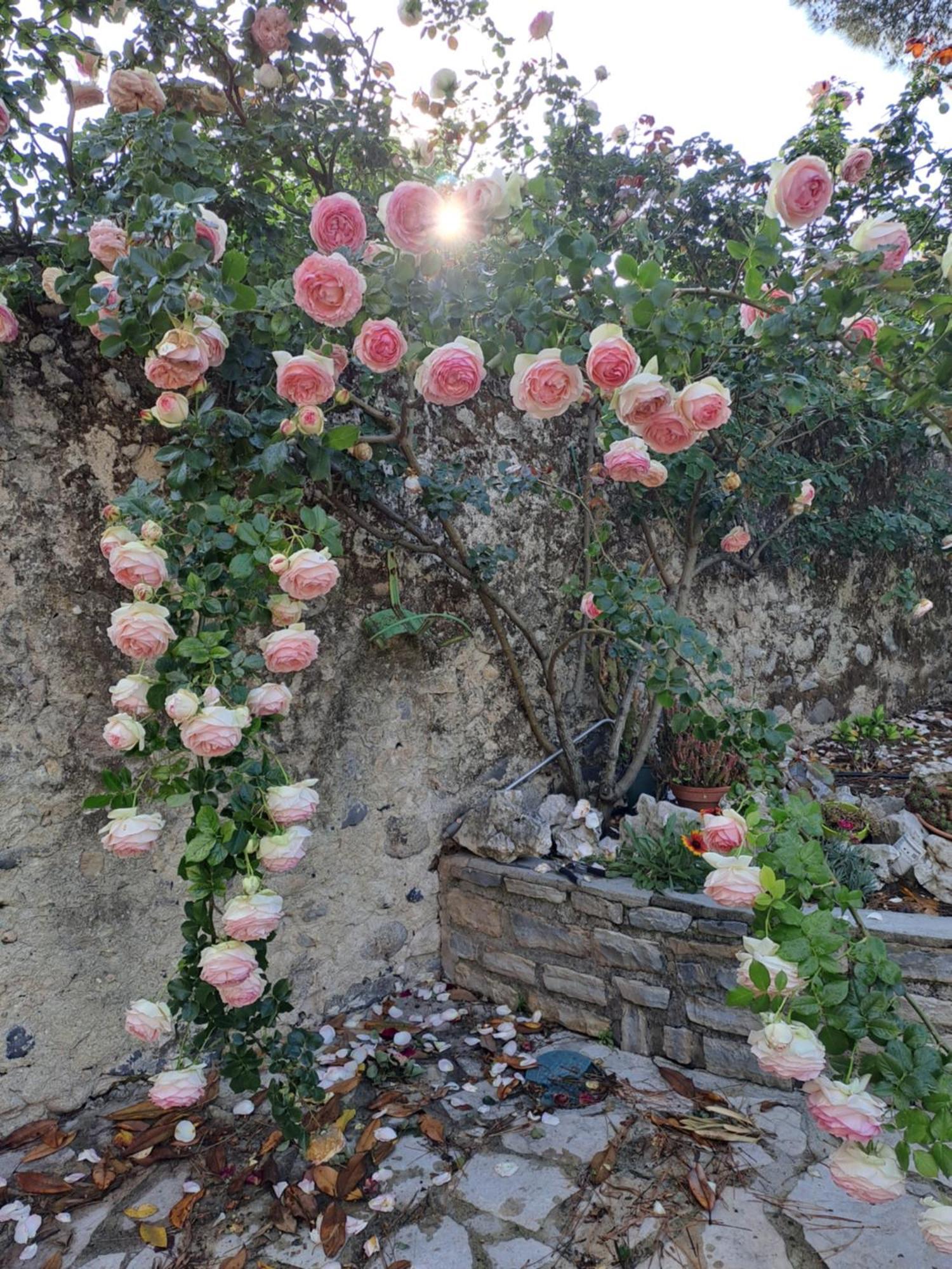 Gite 5 "Le Laurus" Aux Magnolias Aubenas Eksteriør bilde